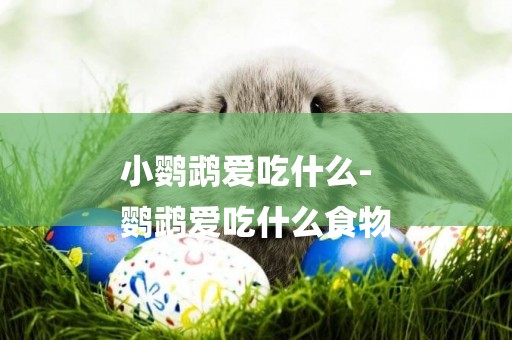 小鸚鵡愛吃什么-
鸚鵡愛吃什么食物