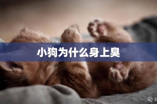 小狗為什么身上臭
