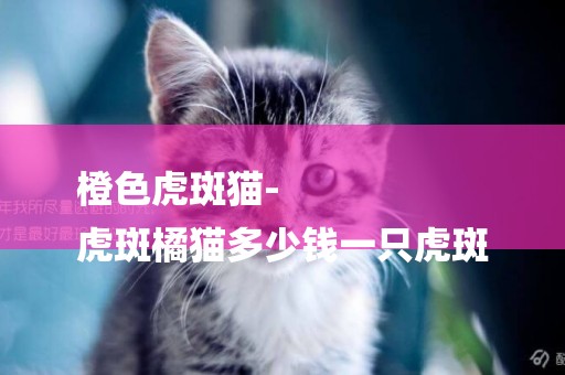 橙色虎斑貓-
虎斑橘貓多少錢一只虎斑