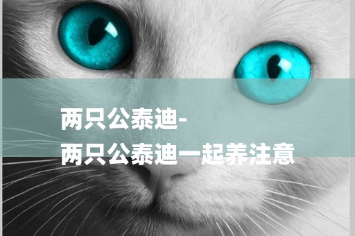 兩只公泰迪-
兩只公泰迪一起養注意