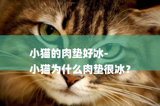 小貓的肉墊好冰-
小貓為什么肉墊很冰？