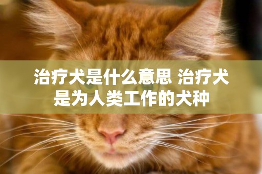 治療犬是什么意思 治療犬是為人類工作的犬種