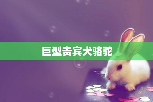 巨型貴賓犬駱駝
