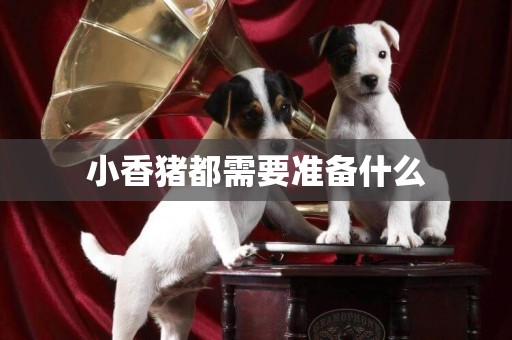 小香豬都需要準備什么