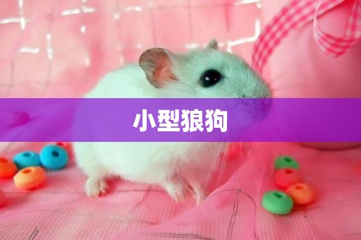 小型狼狗