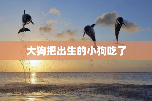 大狗把出生的小狗吃了