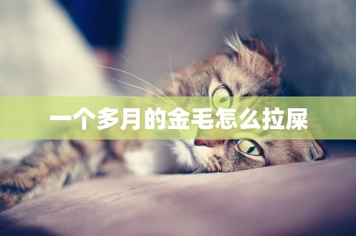 一個多月的金毛怎么拉屎
