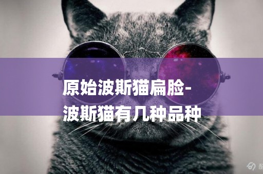 原始波斯貓扁臉-
波斯貓有幾種品種