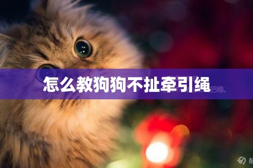 怎么教狗狗不扯牽引繩