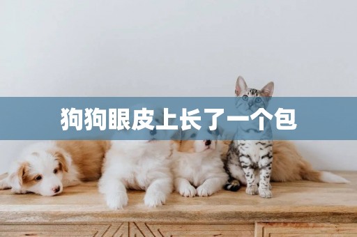 狗狗眼皮上長了一個包