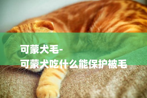 可蒙犬毛-
可蒙犬吃什么能保護被毛