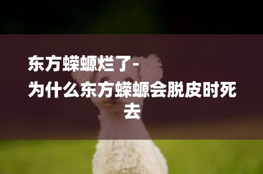 東方蠑螈爛了-
為什么東方蠑螈會脫皮時死去