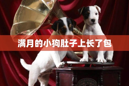滿月的小狗肚子上長了包