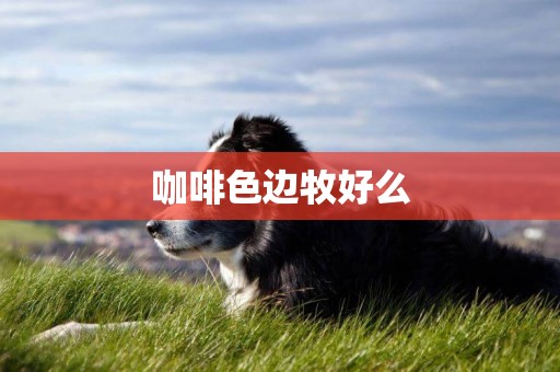 咖啡色邊牧好么