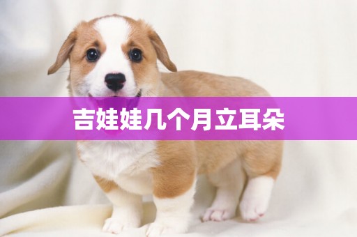 吉娃娃幾個月立耳朵