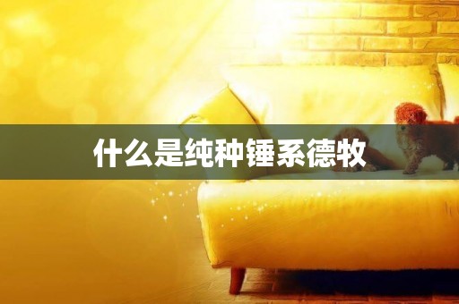 什么是純種錘系德牧
