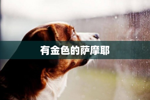 有金色的薩摩耶