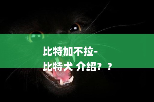 比特加不拉-
比特犬 介紹？？