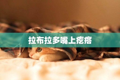 拉布拉多嘴上疙瘩