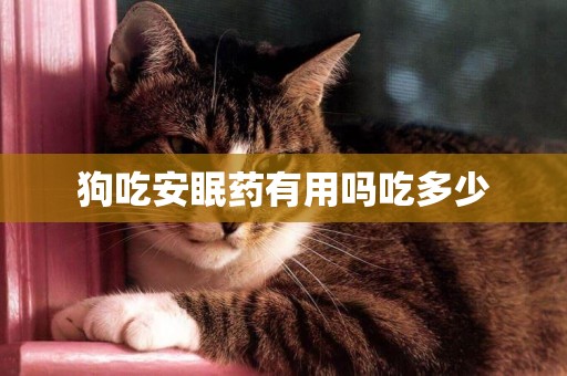 狗吃安眠藥有用嗎吃多少