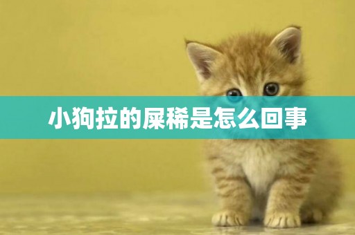小狗拉的屎稀是怎么回事