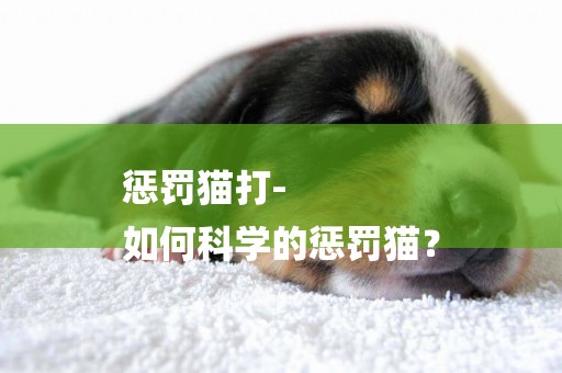 懲罰貓打-
如何科學的懲罰貓？