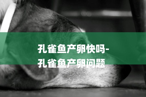 孔雀魚產卵快嗎-
孔雀魚產卵問題