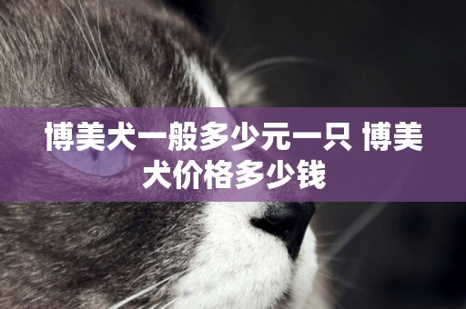 博美犬一般多少元一只 博美犬價格多少錢