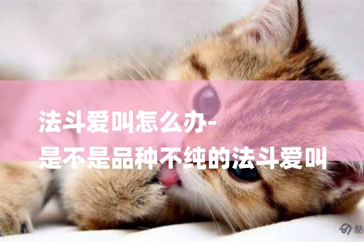 法斗愛叫怎么辦-
是不是品種不純的法斗愛叫