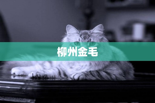 柳州金毛