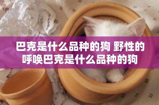 巴克是什么品種的狗 野性的呼喚巴克是什么品種的狗