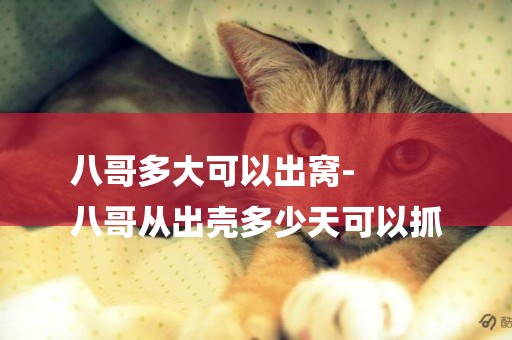 八哥多大可以出窩-
八哥從出殼多少天可以抓