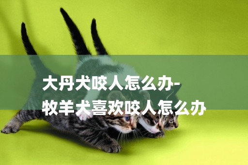 大丹犬咬人怎么辦-
牧羊犬喜歡咬人怎么辦