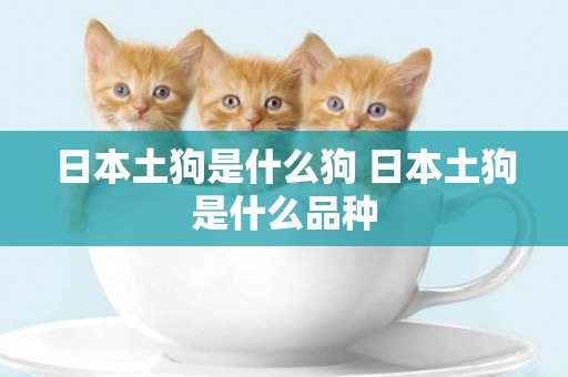 日本土狗是什么狗 日本土狗是什么品種