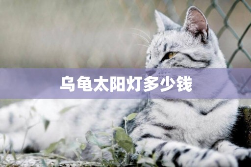 烏龜太陽燈多少錢