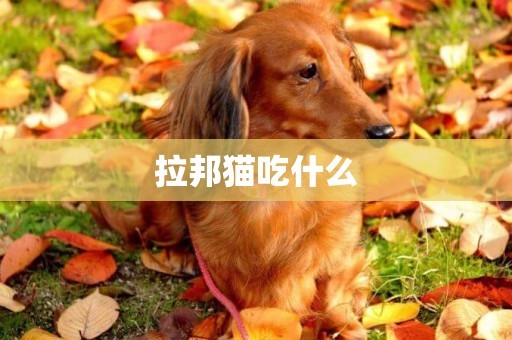 拉邦貓吃什么