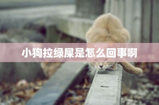 小狗拉綠屎是怎么回事啊