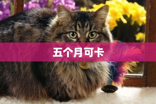 五個月可卡