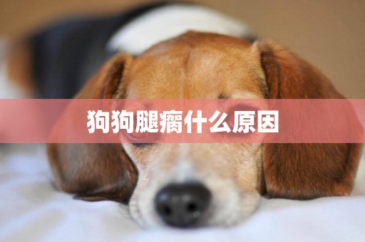 狗狗腿瘸什么原因