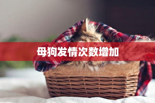 母狗發情次數增加