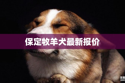 保定牧羊犬最新報價