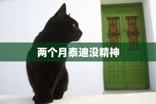 兩個月泰迪沒精神