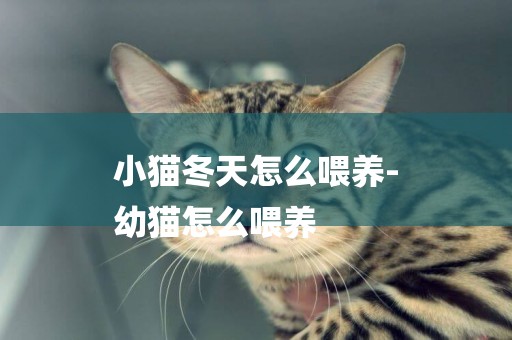 小貓冬天怎么喂養-
幼貓怎么喂養