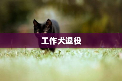 工作犬退役