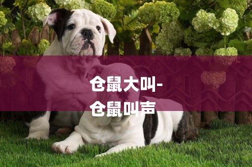 倉鼠大叫-
倉鼠叫聲
