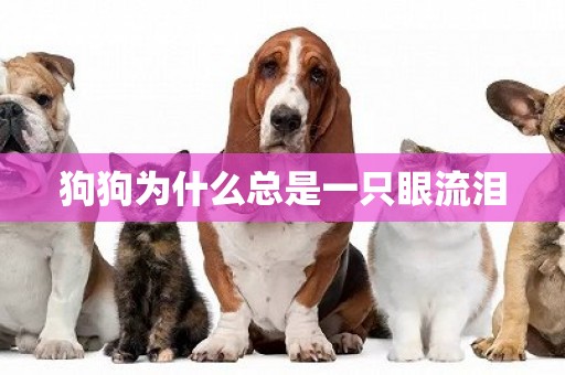 狗狗為什么總是一只眼流淚