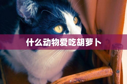 什么動物愛吃胡蘿卜