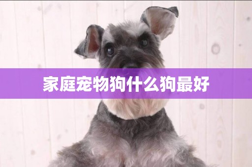 家庭寵物狗什么狗最好