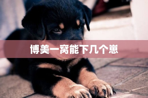 博美一窩能下幾個崽