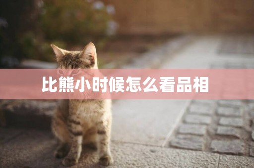比熊小時候怎么看品相 